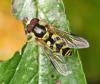 Dasysyrphus albostriatus
